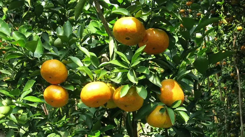 vuon-quyt-lai-vung-wanderlusttips2