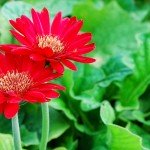 Hoa Tet wanderlusttips