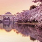 cam nang cho mua hoa anh dao nam 2016 wanderlusttips