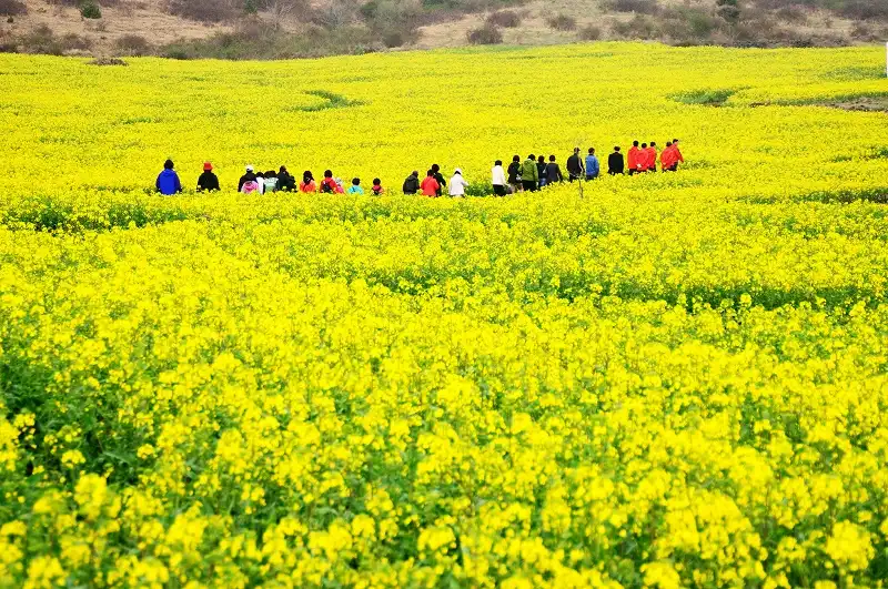 Hàn Quốc rực rỡ những mùa hoa 6 han-quoc-wanderlusttips1