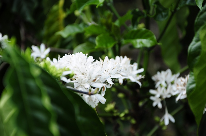 Tây Nguyên tinh khôi trong sắc trắng cà phê