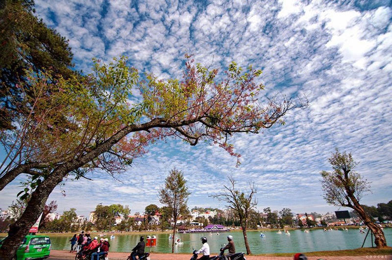 Đà Lạt – mùa mai anh đào nở muộn