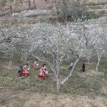hoa phuong bac wanderlusttips