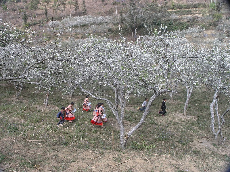 Say đắm mùa hoa xuân phương Bắc