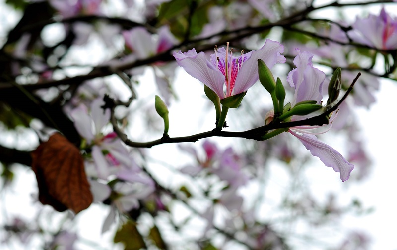 Về miền Ban nở