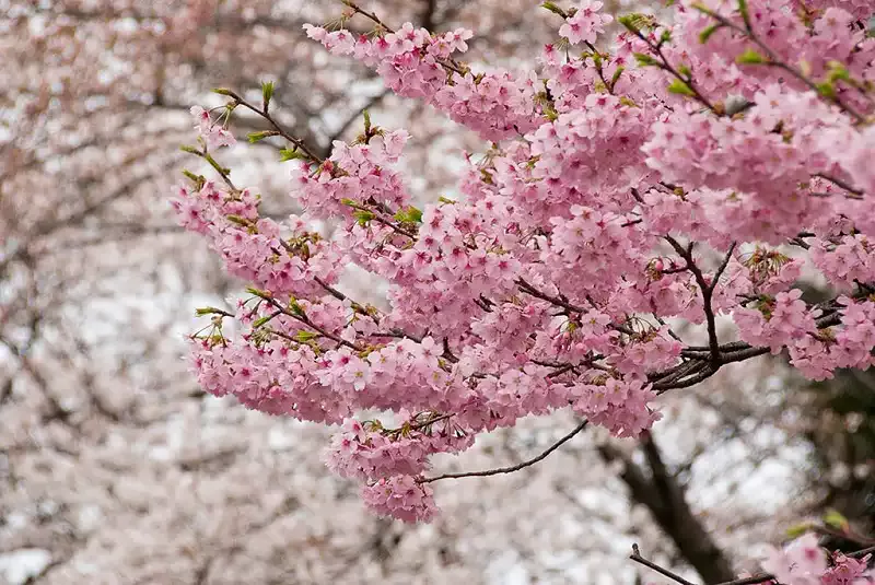 Cherry blossoms in Shinjuku Gyoen (Garden), Tokyo, Japan 3/06