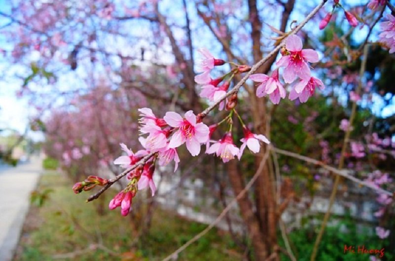 Những điểm đến lý tưởng trong tháng 3 5 mai anh dao Da Lat wanderlusttips1