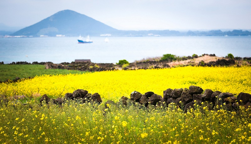 mua hoa cai wanderlusttips