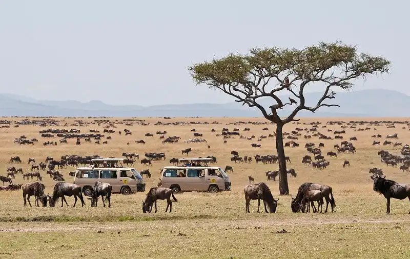 Herd of blue wildebeests (Connochaetes taurinus) with two safari jeeps, Great Migration, Masai Mara National Reserve, Kenya, Africa