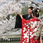 hoa anh dao ha long wanderlusttips