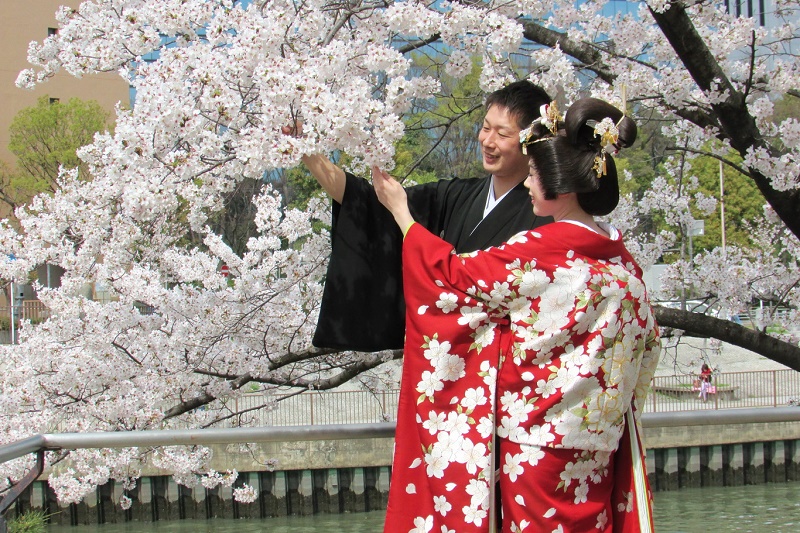 Mặc kimono chụp ảnh với hoa anh đào ở Hạ Long