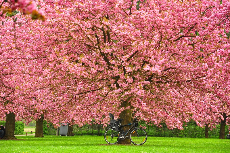 Hà Nội sẽ trồng 200 cây hoa anh đào Nhật tại công viên Hòa Bình