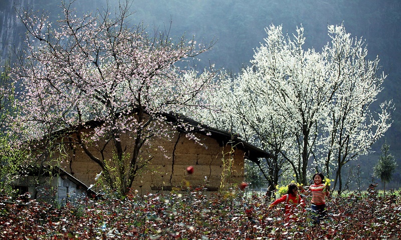 hoa ban wanderlusttips