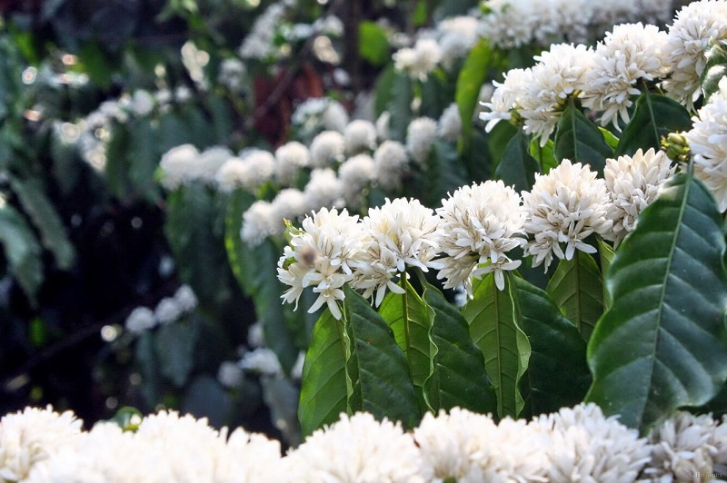 Kinh nghiệm du lịch Tây Nguyên ngắm hoa cà phê