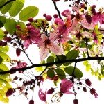 hoa o moi an giang wanderlusttips