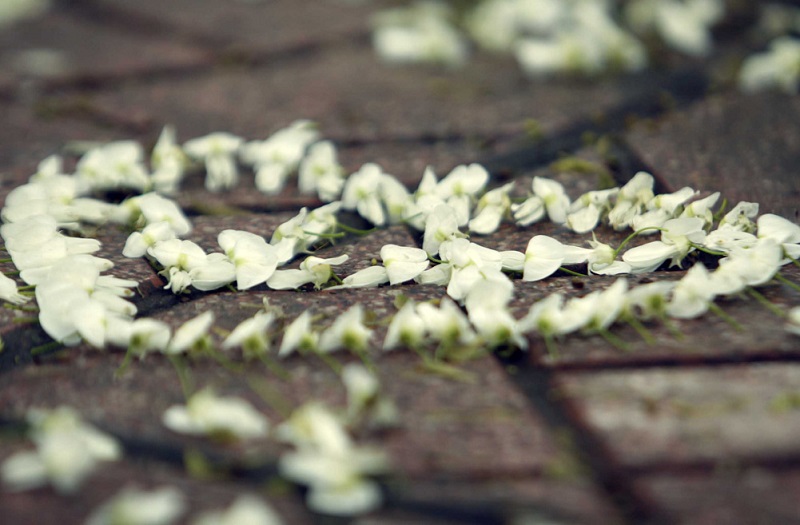 Mỏng manh những cánh hoa sưa đầu mùa Mỏng manh những cánh hoa sưa đầu mùa