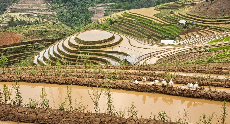 “Những ô màu” Tây Bắc mùa nước đổ