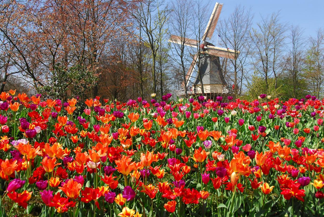 Bí quyết để thăm vườn hoa Keukenhof rẻ nhất