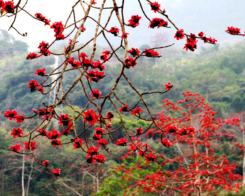 Bâng khuâng tháng 3 mùa hoa gạo 5 wanderlusttips bang khuang thang ba mua hoa gao 2