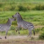 Phiêu lưu tới miền đất Malawi hoang dã