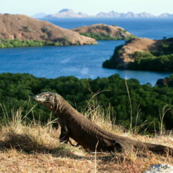 wanderlusttips vuon quoc gia komodo