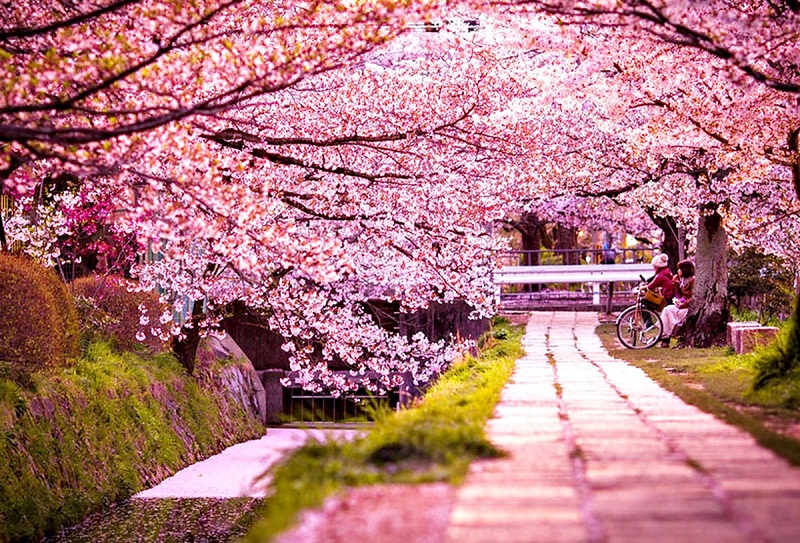 Mãn nhãn với hương sắc các loài hoa ở Hàn Quốc Mãn nhãn với hương sắc các loài hoa ở Hàn Quốc