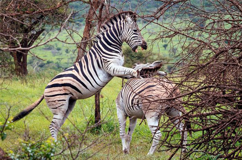 Những trải nghiệm hấp dẫn và “kích thích” nhất Nam Phi