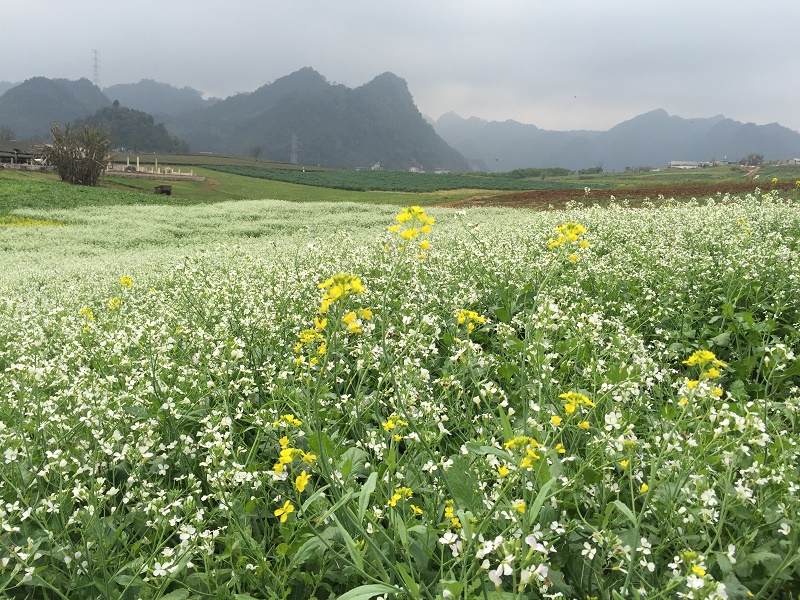 moc chau thang 3 wanderlusttips2