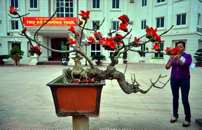 Cây gạo mini dáng bonsai khoe sắc đỏ tuyệt đẹp 5 wanderlusttips cay gao mini bung no tai ha noi
