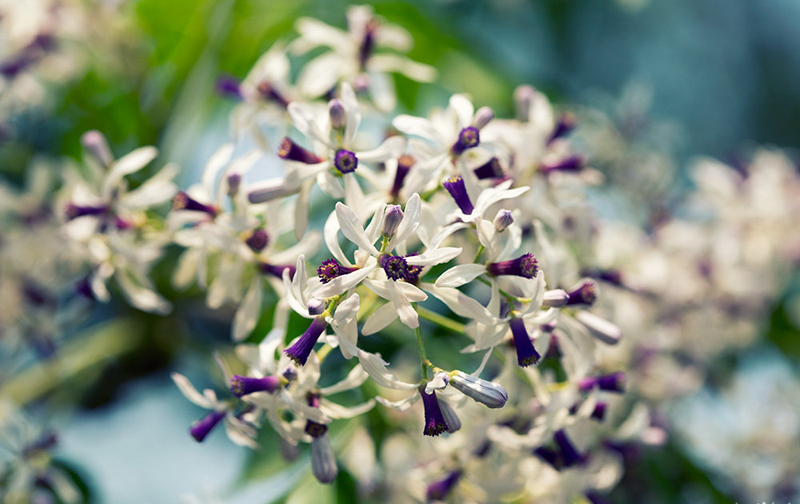 Đẹp dịu dàng hoa xoan xứ Huế