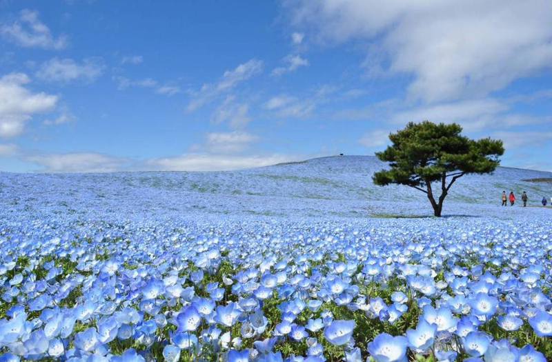 wanderlusttips hao huc cho don mua hoa nemophila tai dao honshu nhat ban