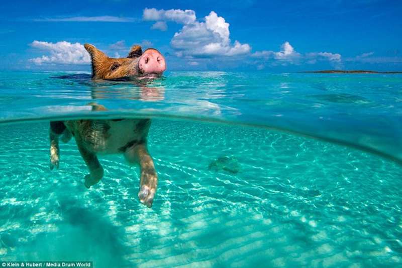 Lợn bơi giỏi, biết xin ăn trên hòn đảo ở Bahamas 5 wanderlusttips lon boi gioi biet xin an o hon dao bahamas 3