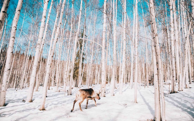 wanderlust tips hanh trinh toi alaska theo dau mua