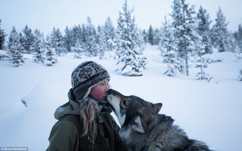 Tạp chí Du lịch Wanderlust Tips Cô gái trẻ bỏ việc chuyển tới Lapland, làm bạn với 85 chú chó husky