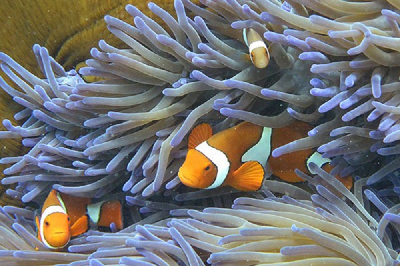 10 thiên đường lặn lý tưởng nhất thế giới 10 thiên đường lặn lý tưởng nhất thế giới