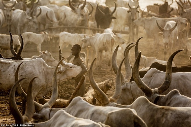 Mundari: Bộ tộc gội đầu bằng nước tiểu bò, dùng phân làm thuốc 5 Wanderlust Tips Mundari bo toc goi dau bang nuoc tieu bo dung phan lam thuoc 13