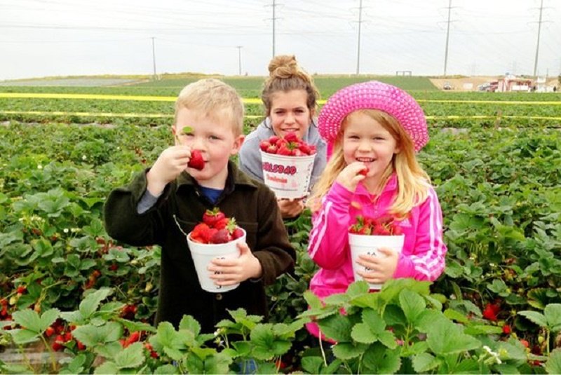 Độc đáo mô hình du lịch nông trại tại Mỹ