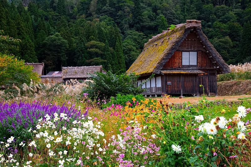 Khám phá ngôi làng cổ độc đáo Shirakawa-go