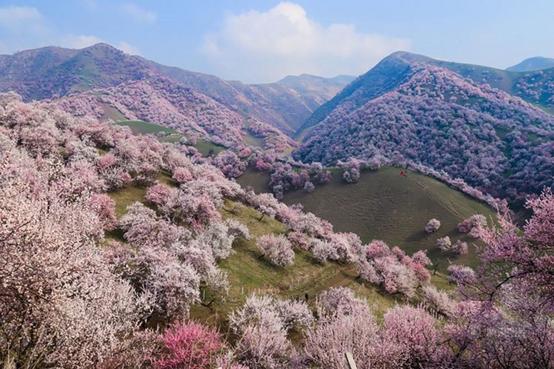 Sức hấp dẫn của thung lũng hoa mai ở Tân Cương 5 Wanderlust Tips suc hap dan cua thung lung hoa mai o Tan Cuong 1