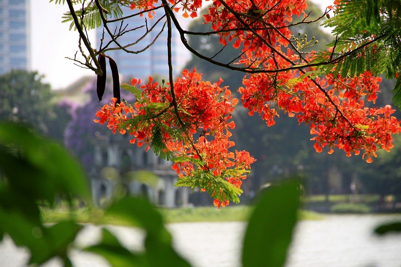 Tháng 5 hoa phượng nở "đỏ rực" góc trời Hà Nội 5 Wanderlust Tips thang 5 hoa phuong no do ruc goc troi ha noi 5