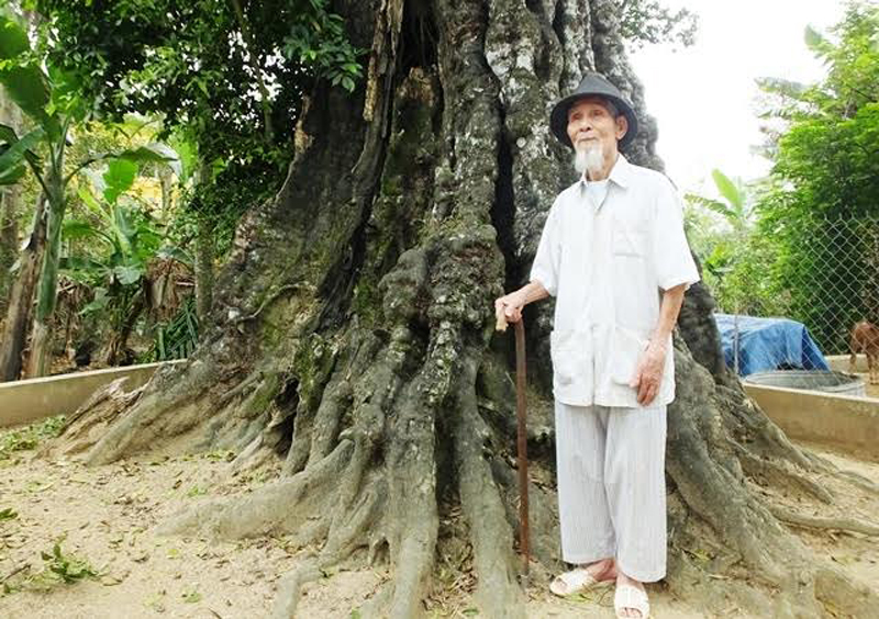 Cây thị hơn 600 tuổi trong thành nhà Hồ Cây thị hơn 600 tuổi trong thành nhà Hồ