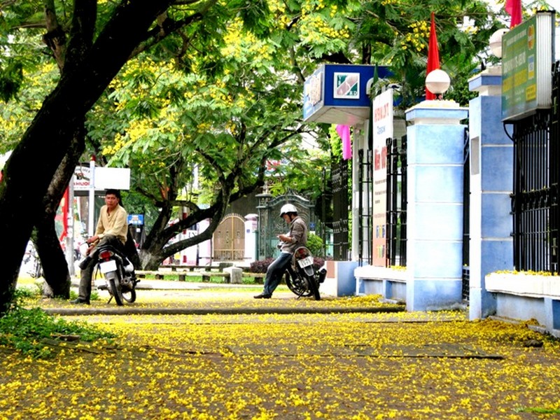Lang thang chiều xứ Huế, hoa điệp vàng trải đầy dưới chân
