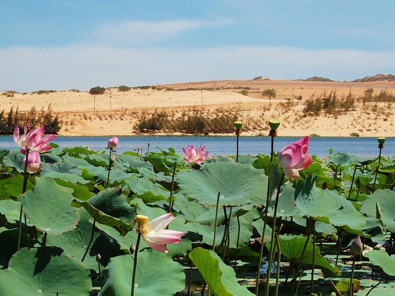wanderlust tips ngam nhung mua sen trai doc dat nuoc 5