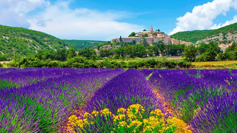 Những mùa hoa lavender tím biếc 5 wanderlust tips nhung mua hoa lavender 1