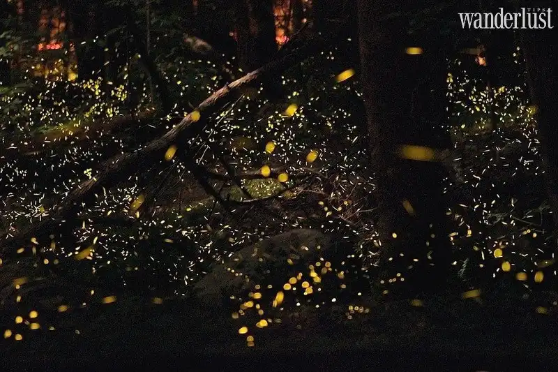 Tạp chí Du lịch Wanderlust Tips Đến Tennessee ngắm khu rừng đom đóm huyền ảo