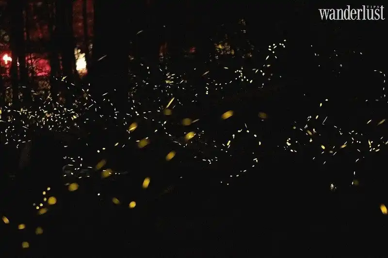 Wanderlust Tips den tennessee ngam khu rung dom dom huyen ao 03