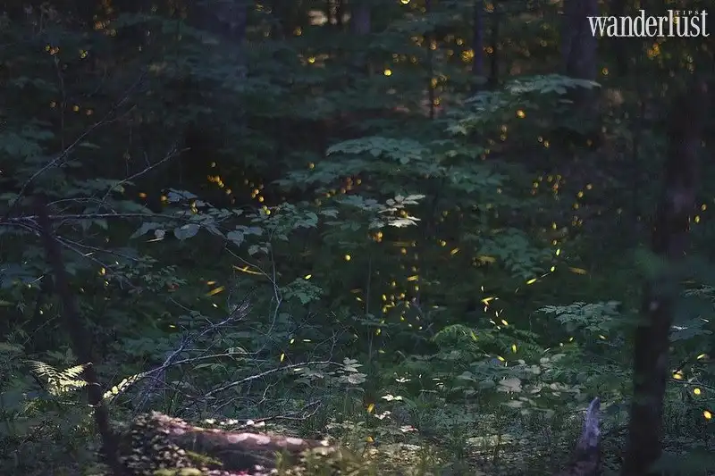 Tạp chí Du lịch Wanderlust Tips Đến Tennessee ngắm khu rừng đom đóm huyền ảo