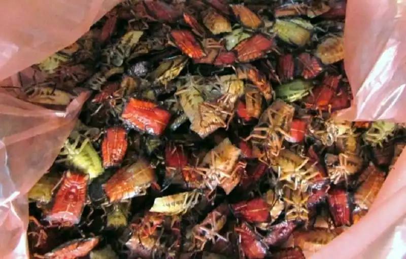 Độc, lạ 3 món ăn tự chế của dân phượt bụi 6 Wanderlusttips_mon-an-tu-che-cua-dan-phuot