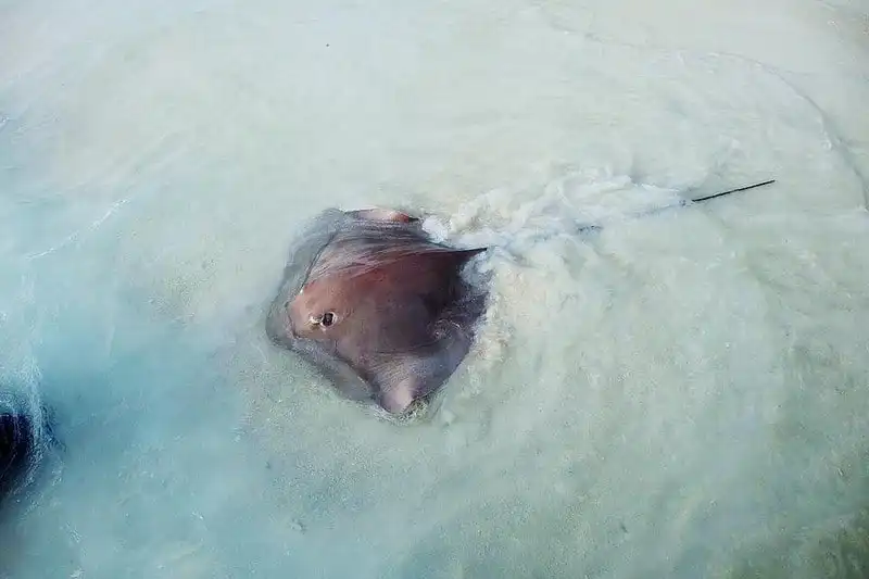 wanderlust-tips-a-hau-tu-anh-dep-lung-linh-giua-bien-xanh-nang-vang-maldives-8