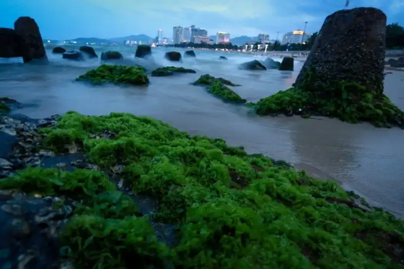 wanderlust-tips-bai-reu-xanh-muot-hut-khach-o-nha-trang--3